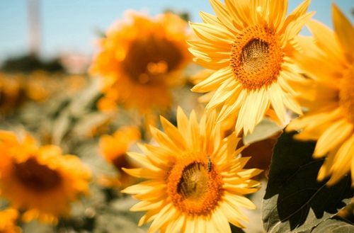 茂名2023年计算机广告制作专业哪个中专学校好